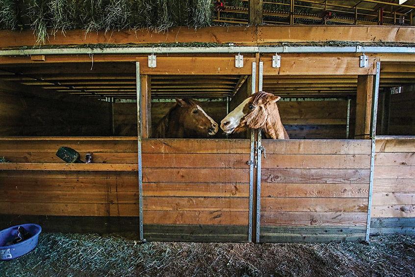 Abused horses find their permanent home