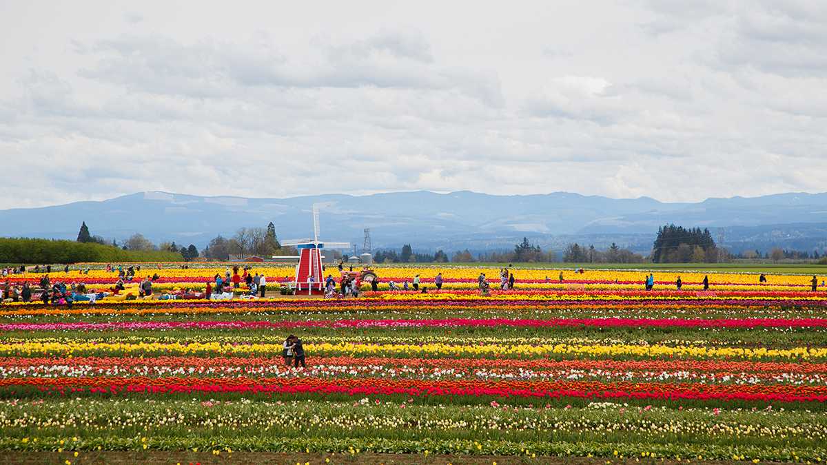 Take a visit to stunning views, refreshing smells and delicious tastes &#8211; before it&#8217;s too late.&#160;May 3 is the final day of the&#160;Wooden Shoe Tulip Festival, home of a colorful 40-acres of tulips. Gabrielle Mueller, University of Oregon student and social media coordinator for Wooden Shoe, explained that although the &#8230;