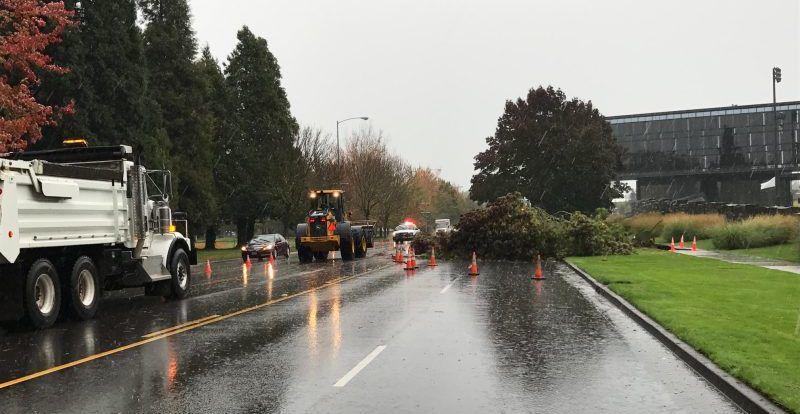 A downed tree near Autzen stadium during an October windstorm. (Jack Pitcher/Emerald)