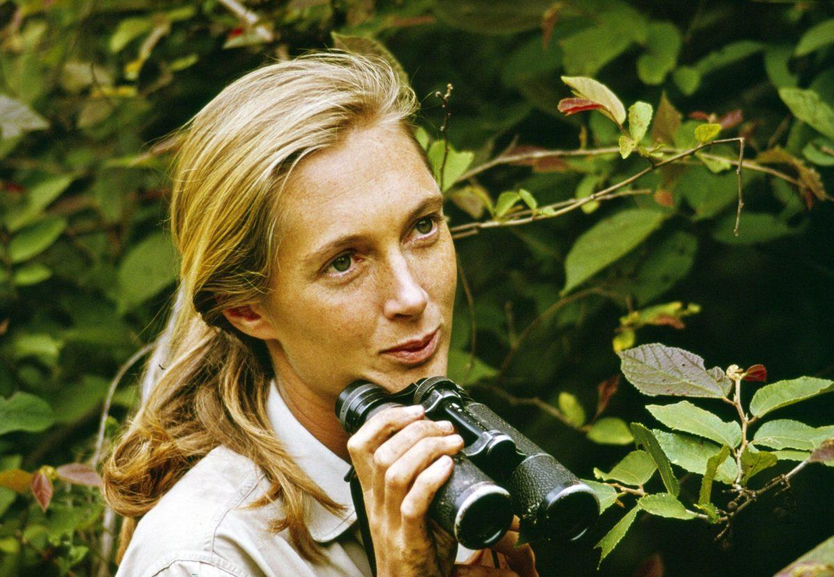 Scientist Jane Goodall in Gombe National Park, 1965 (National Geographic)