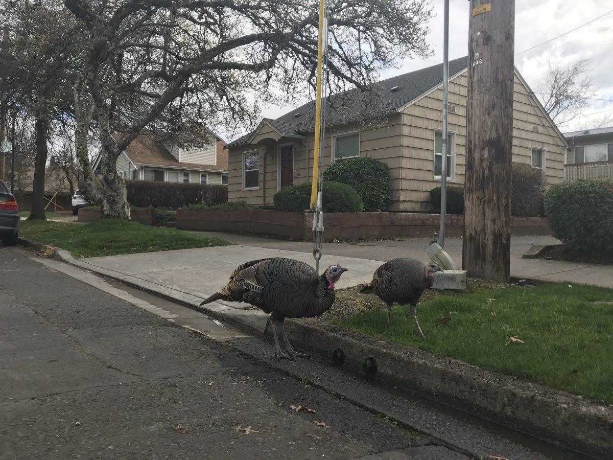 Sarah Case and her 9-year-old Sheltie, Coco, were crossing Agate Street in front of Hamilton Hall on their way to class in October last year when Case noticed they were being followed. The things pursuing Case and Coco were turkeys. &#8220;They crossed the street super slowly then they followed me &#8230;