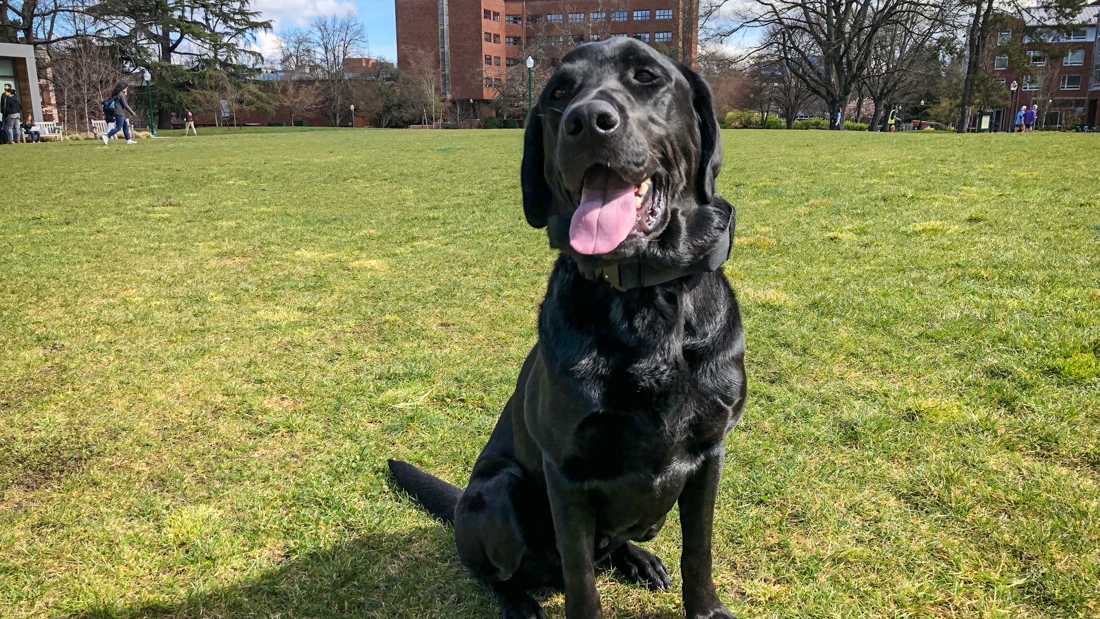 Meet UOPD&#8217;s bomb-sniffing dog Onyx