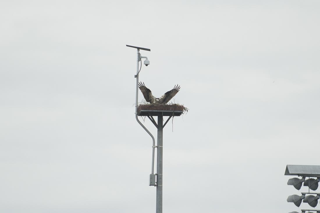 The University of Oregon campus is about to gain three baby ospreys, also sometimes called seahawks. The first two eggs&#8217; due date is May 28, and bird-lovers or curious Ducks can watch a live-feed of the nest on top of the Knight Law School in hopes of seeing the eggs &#8230;