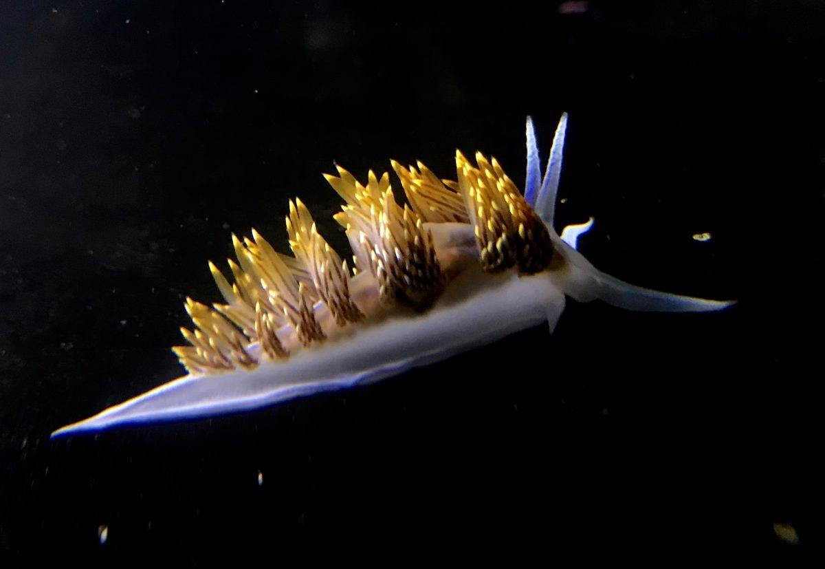 A Hermissenda, or a sea slug, photographed at the Charleston Marine Life Center (courtesy: Trish Mace)