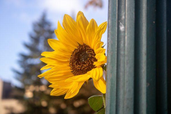 <p>The Urban Farm is home to a wide variety of plant life, and is also home to a number of bee hives. The University of Oregon's Urban Farm is a student and community led project that focuses on promoting sustainable food systems and community-based activism. (Will Geschke/Emerald)</p>