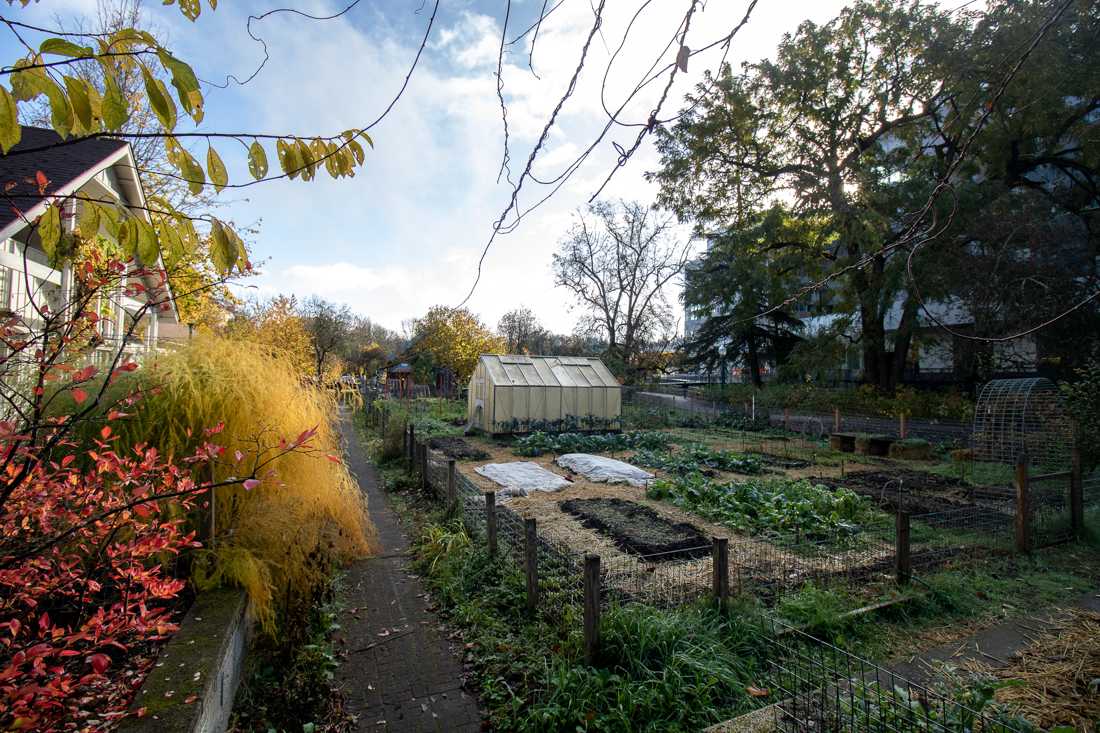 Urban Farm is offered as a class every term at the University of Oregon, allowing students to get hands-on experience with local food production. The University of Oregon's Urban Farm is a student and community led project that focuses on promoting sustainable food systems and community-based activism. (Will Geschke/Emerald)