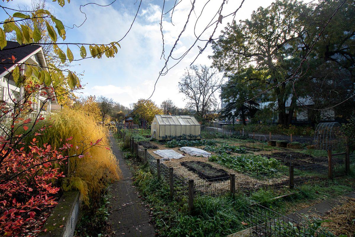 Urban Farm is offered as a class every term at the University of Oregon, allowing students to get hands-on experience with local food production. The University of Oregon's Urban Farm is a student and community led project that focuses on promoting sustainable food systems and community-based activism. (Will Geschke/Emerald)