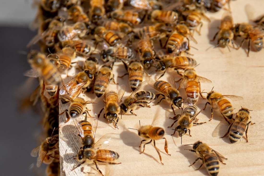 Manmade beehives have been placed on the University of Oregon campus for several years. Three bee colonies are moved from crates into three new hives on the rooftop of the EMU on April 23, 2021. (Maddie Knight/Emerald)