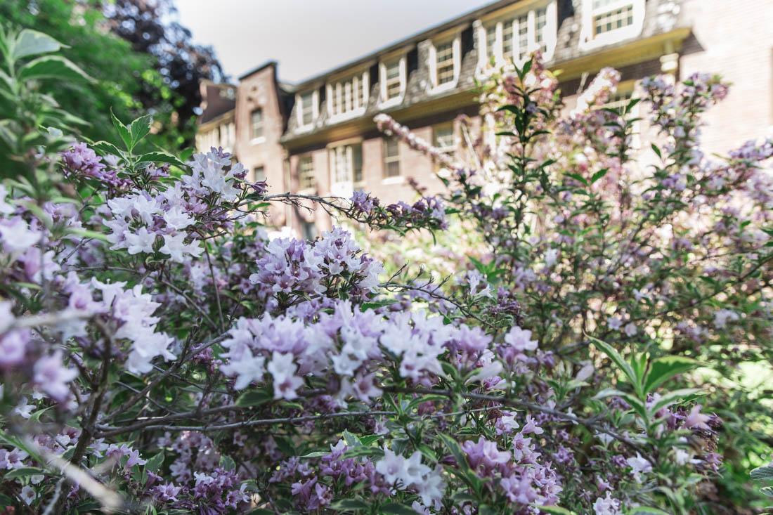 Bushes of assorted wildflowers sit comfortably in the shade of large trees. Eugene's diverse range of flora is in full bloom during spring term. (Maddie Stellingwerf/Emerald)