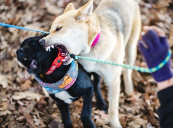 Two dogs scuffle in Washington Jefferson park. The new safe sleep site opening to help house the unhoused people living in Washington Jefferson Park will not allow pets, leaving some pet owners in limbo about their future. Washington Jefferson Park, which has served as a sanctioned campsite for unhoused people for a year, will be closed by the city soon. (Will Geschke/Emerald)