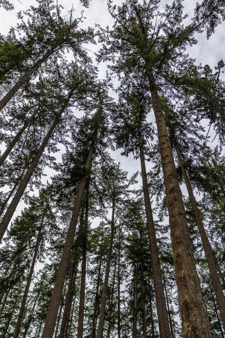 Hendricks Park contains 80 acres of forest with hiking trails and several gardens. (Molly McPherson/Emerald)