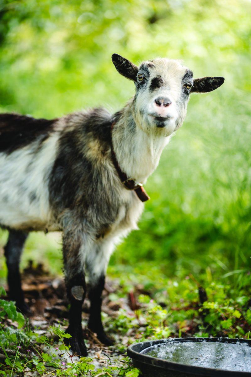 Ponto, one of the goats helping clear blackberries from the Willamatte Riverfront, poses for a portrait. The University of Oregon is creating a new plan to improve the area surrounding the Willamatte Riverfront, making it more accessable to foot traffic and removing invasive species. (Will Geschke/Emerald)