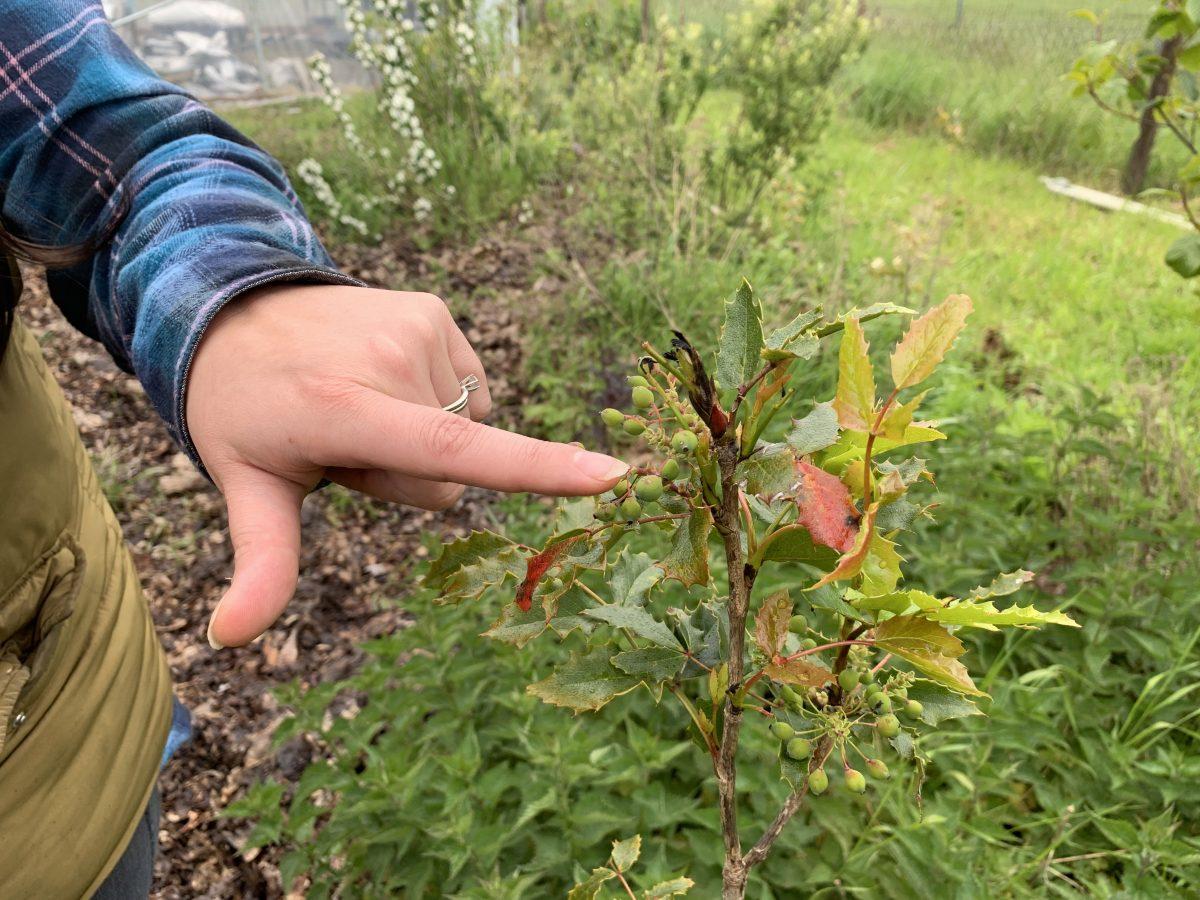 Krystal&#160;Abrams pointing to an Oregon Grape plant in her pollinator garden. (Alexis Weisend/Emerald)