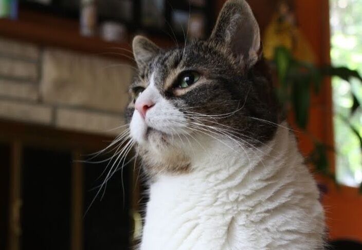 Yuki Bo is an avid lover of cream cheese who spends most of his days curled up on his favorite blue chair. As the days go by, Yuki grows chonkier and continues to steal fat pieces of my heart. (Beatrice Byrd/Emerald)