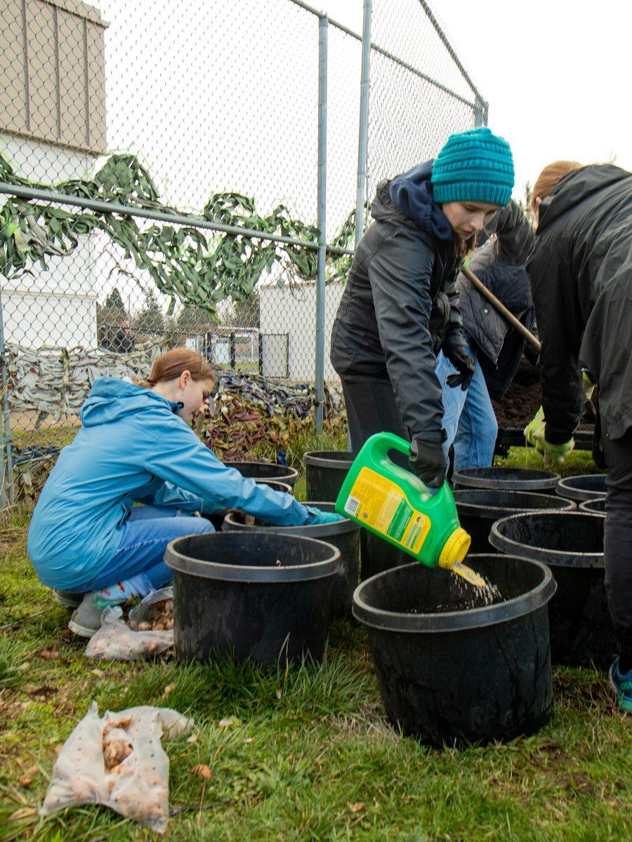 Peyton Groshong (left) places daffodil bulbs into plastic pots as Libby Groshong (right) sprinkles plant food on the soil. The planting is part of their community service hours for the National Honor Society in Eugene on February 3, 2023&#160;(Romie Avivi Stuhl/Emerald)