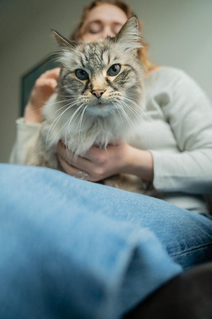 <p>Oliver surveys the scene below the couch prior to his jump. University of Oregon students share about living with pets during college. (Skyler Davis/Daily Emerald)</p>