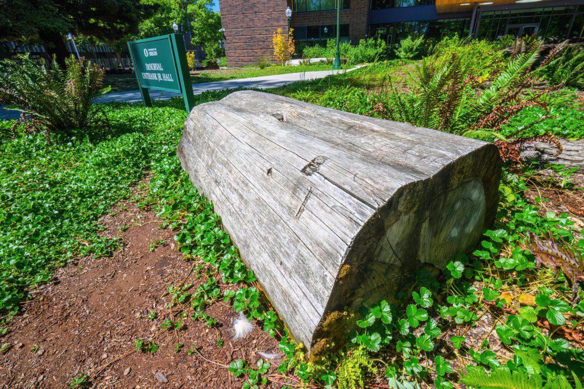 Nurse logs surround the south side of Unthank Hall. University of Oregon Arborists removed a Spruce tree near the EMU on DATE, 2023, at the University of Oregon, in Eugene, Oregon. (Eric Becker/Emerald)