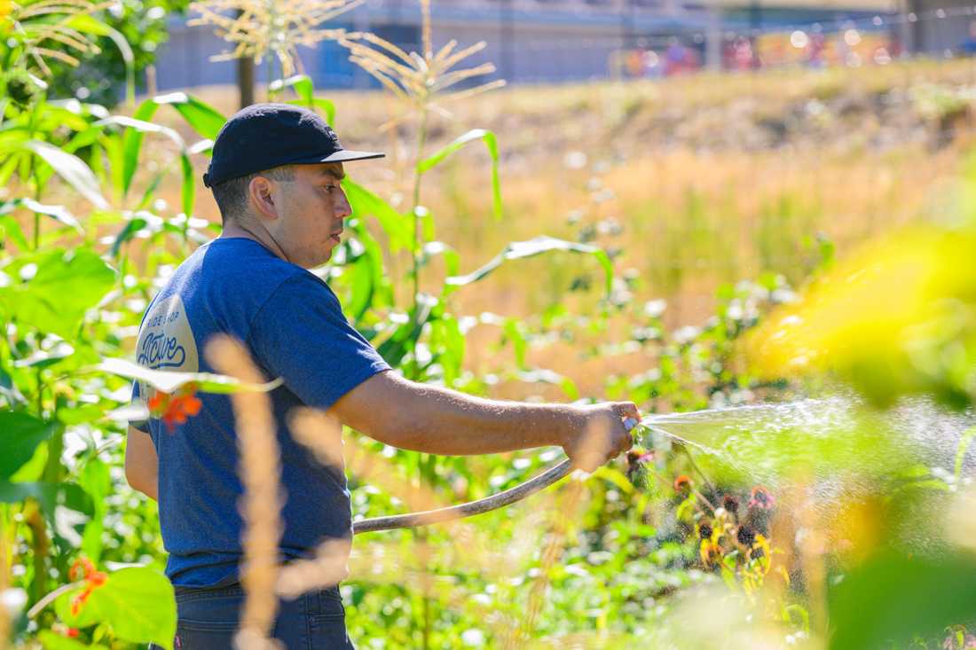 Huerto de la Familia grows crops at Churchill Community Garden in Eugene, Oregon, on September 8, 2023. (Eric Becker/Emerald)