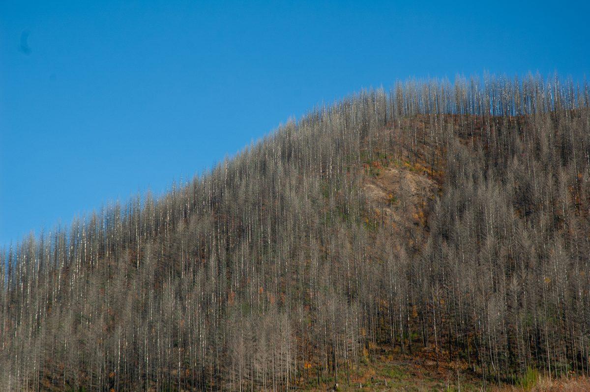 Shrubs and smaller plants begin to grow two years after The Holiday Farm Fire, one of Oregon's largest fires. Shot on November 26, 2022. (Kai Kanzer/Emerald)