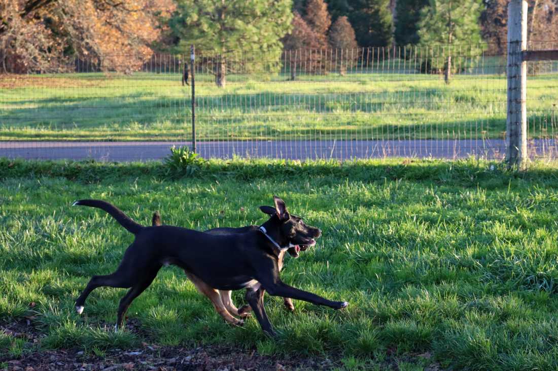 Alton Baker is where dogs can run around in the open field and interact with fellow dogs in Eugene. (Alyssa Garcia/Emerald)&#160;