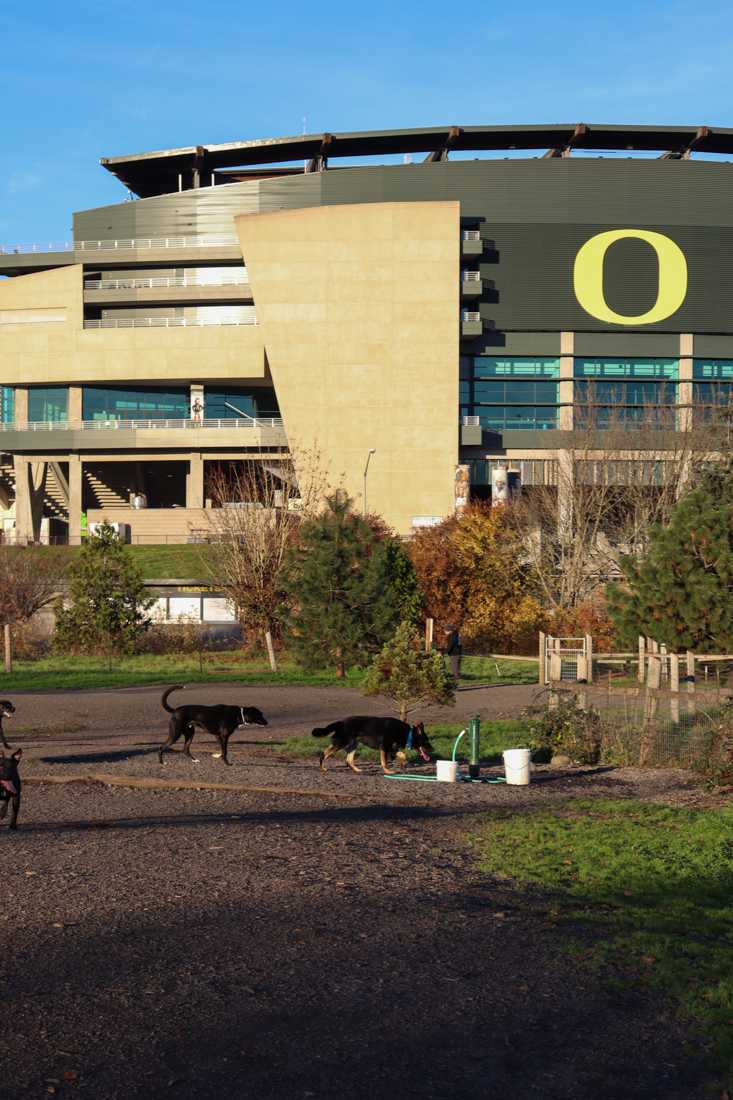 Many dog owners in Eugene take their dogs to Alton Baker Dog Park which is located right outside Autzen Stadium. (Alyssa Garcia/Emerald)&#160;