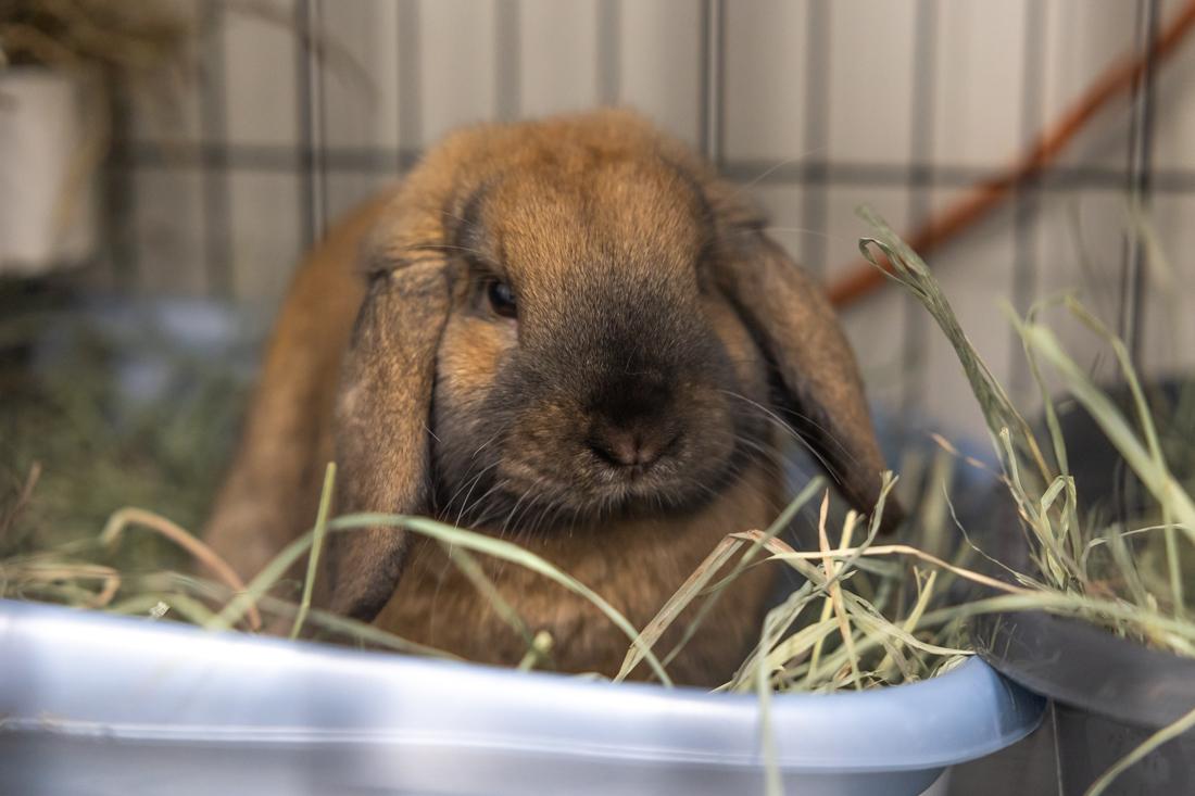 Mr. Flops is a missing rabbit who was brought to Greenhill by the fire department. Greenhill Humane Society is the only animal shelter within the Eugene/Springfield area. Their mission is to provide care and shelter for animals, support and resources for people, and education to promote the humane treatment of animals. (Molly McPherson/Emerald)