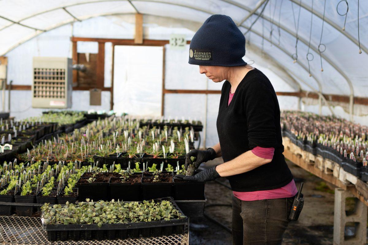 Gardener Alissa McFarlin potting perennials for the spring season at Johnson Brothers Garden Market on Feb. 13, 2024. (Colleen Bogdan/Emerald)