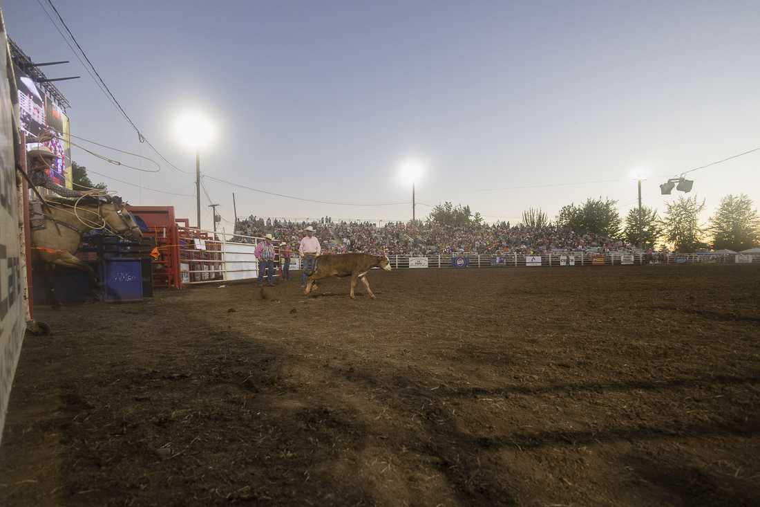 A rodeo contestant participates in the Tie Down Roping event on July 3, 2024. The Eugene Pro Rodeo kicked off its first day with the theme of "Tough Enough to Wear Pink," in support of cancer awareness. (Alex Hernandez/Emerald)