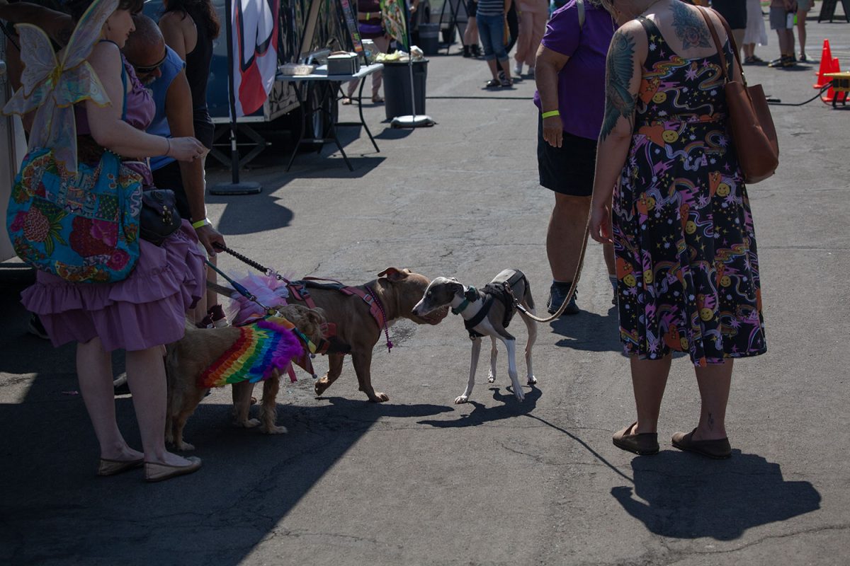 Costumed dogs greet eachother at Eugene Pride in the Parl. (Miles Cull/Emerald)