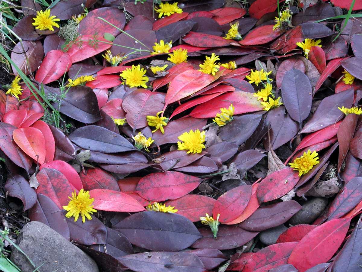 Art and Nature Collide at Mt. Pisgah&#8217;s Annual Wildflower Festival