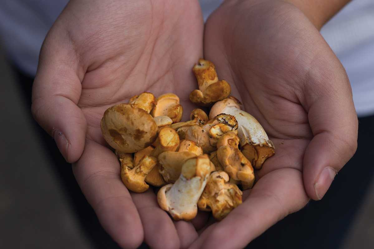 A few hours of foraging yields a number of porcini, hedgehog, and chanterelle mushrooms.