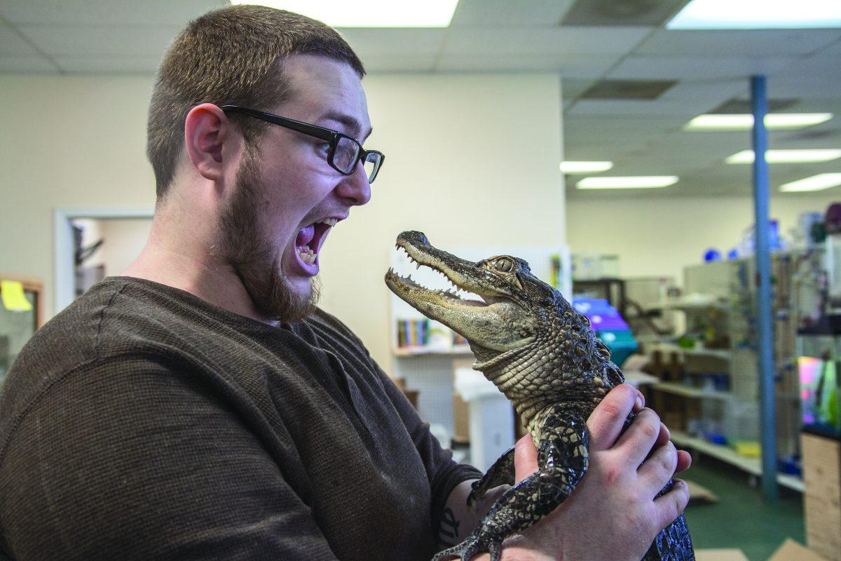 Jake McClain, the animal trainer at Zany Zoo, shows his confidence in the pet alligator. McClain said most exotic pets in Zany Zoo are safe to hold and pet under his prevision.