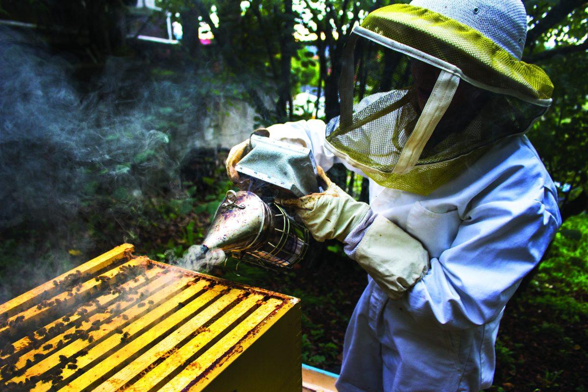 Photographer Kyra Bailey captures the beauty and importance of Oregon&#8217;s bee population.