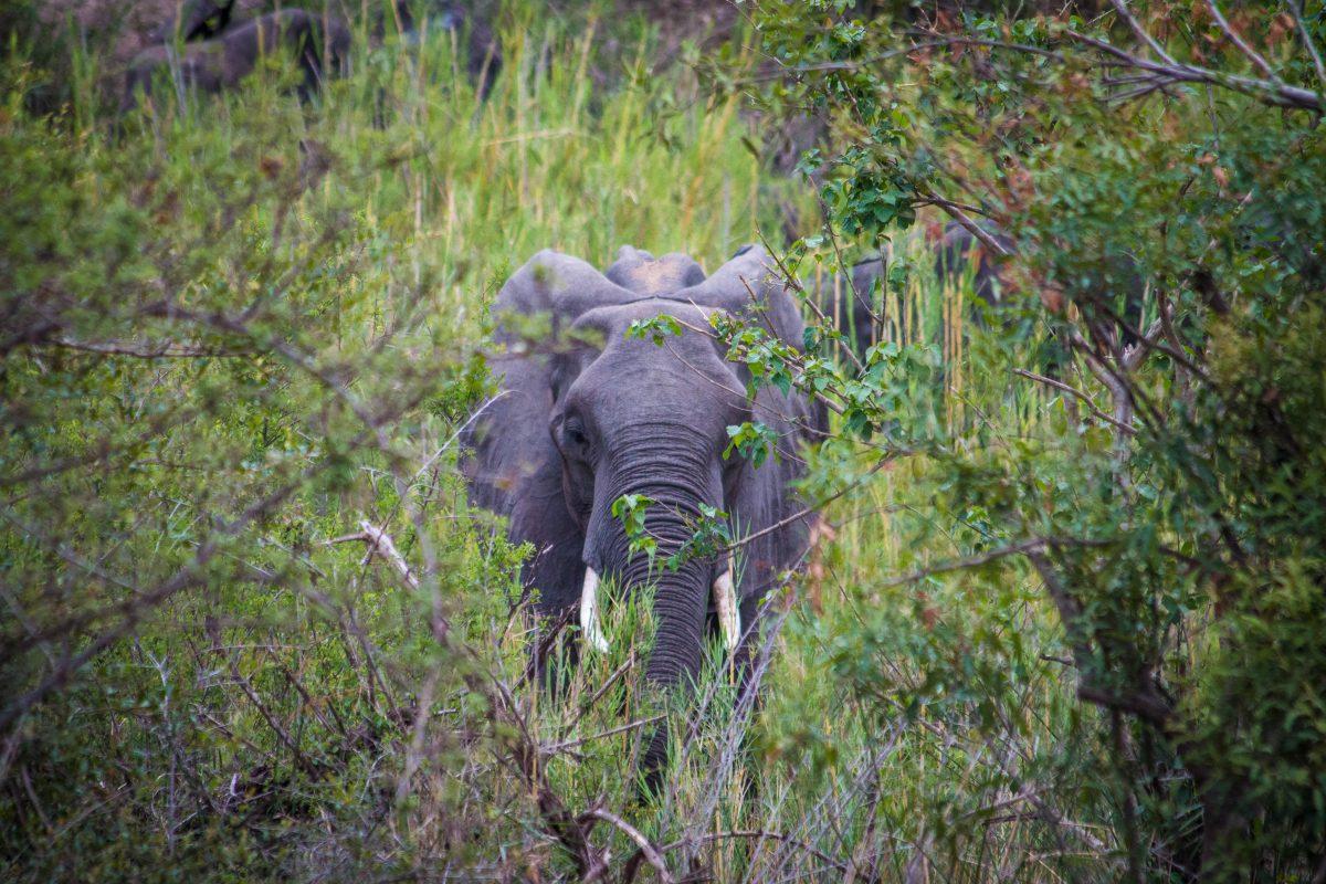 (Lorin Anderberg/Ethos) A young elephant walks through grass at the Kruger National Park in South Africa. This photo is vignetted.