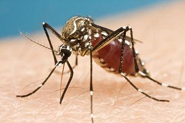 Medical researchers at UO say the danger of the Zika virus shouldn&#8217;t be overlooked, but it currently does not present a direct threat to UO students. (Creative Commons)