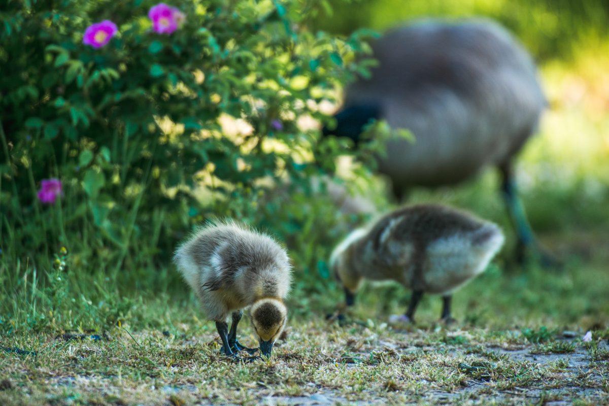 &#8220;While the Delta Ponds are a regression to original Oregon wilderness, they are also a progression toward the sustainable cities of the future. In a world of disappearing wetlands and natural areas, this neighborhood conservation effort stands as an example of community sustainability in practice.&#8221;