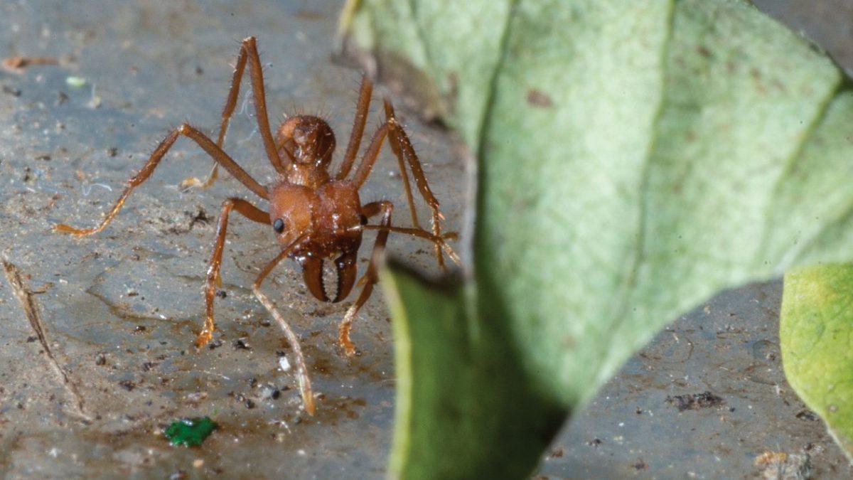 n the basement of the volcanology building at the University of Oregon, Dr. Robert Schofield sat hunched over his leaf-cutter ant colony, housed in a cluster of glass terrarium boxes connected by intertwining tubes. He watched as Ant 256 plunged her mandibles into a waxy leaf for the last time. &#8230;