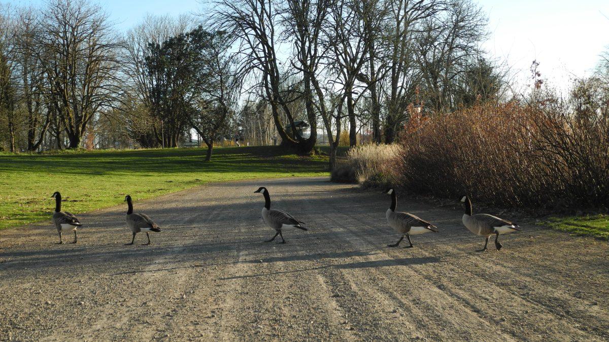 If you have extra free time this &#8216;silly week,&#8217; try some of these activities, including riding bikes or playing disc golf at Alton Baker Park. (Craig Wright/Emerald)