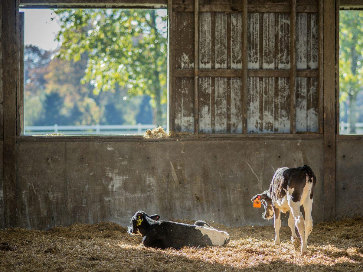 Willamette Valley Cows