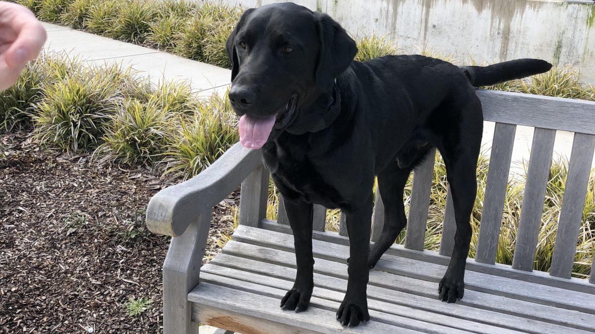 Onyx is the UO Police Department&#8217;s new bomb-sniffing dog. (Becca Robbins/Daily Emerald)