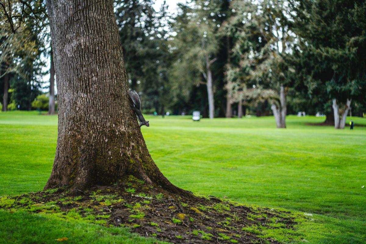 Various animals roamed the golf courses during the championships. The Eugene Country Club hosted the Pac-12 women's golf championships from April 18-20, 2022. (Will Geschke/Emerald)