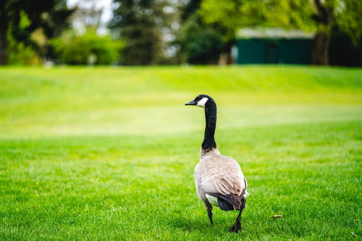 Various animals roamed the golf courses during the championships. The Eugene Country Club hosted the Pac-12 women's golf championships from April 18-20, 2022. (Will Geschke/Emerald)