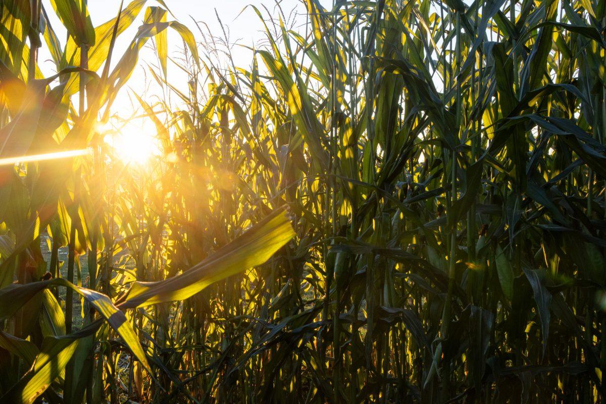 Local Farm Spotlight Corn