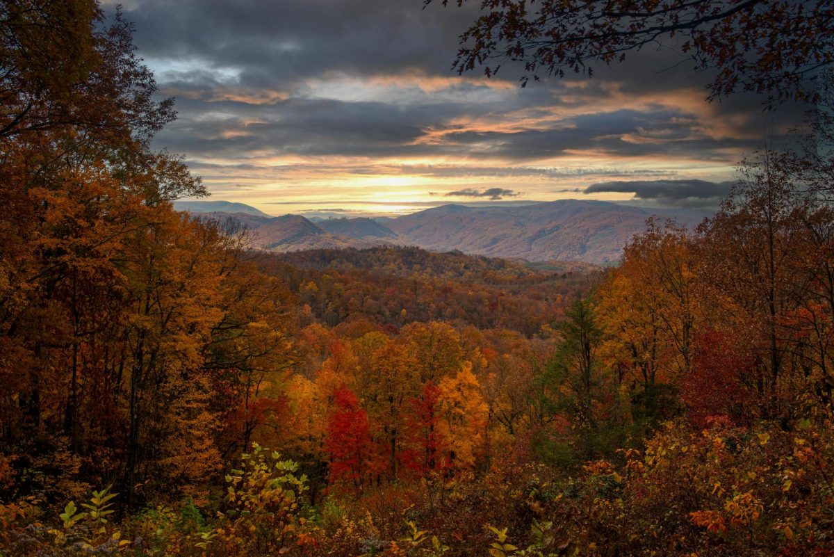 https://www.pexels.com/photo/an-autumn-trees-on-mountain-14617130/