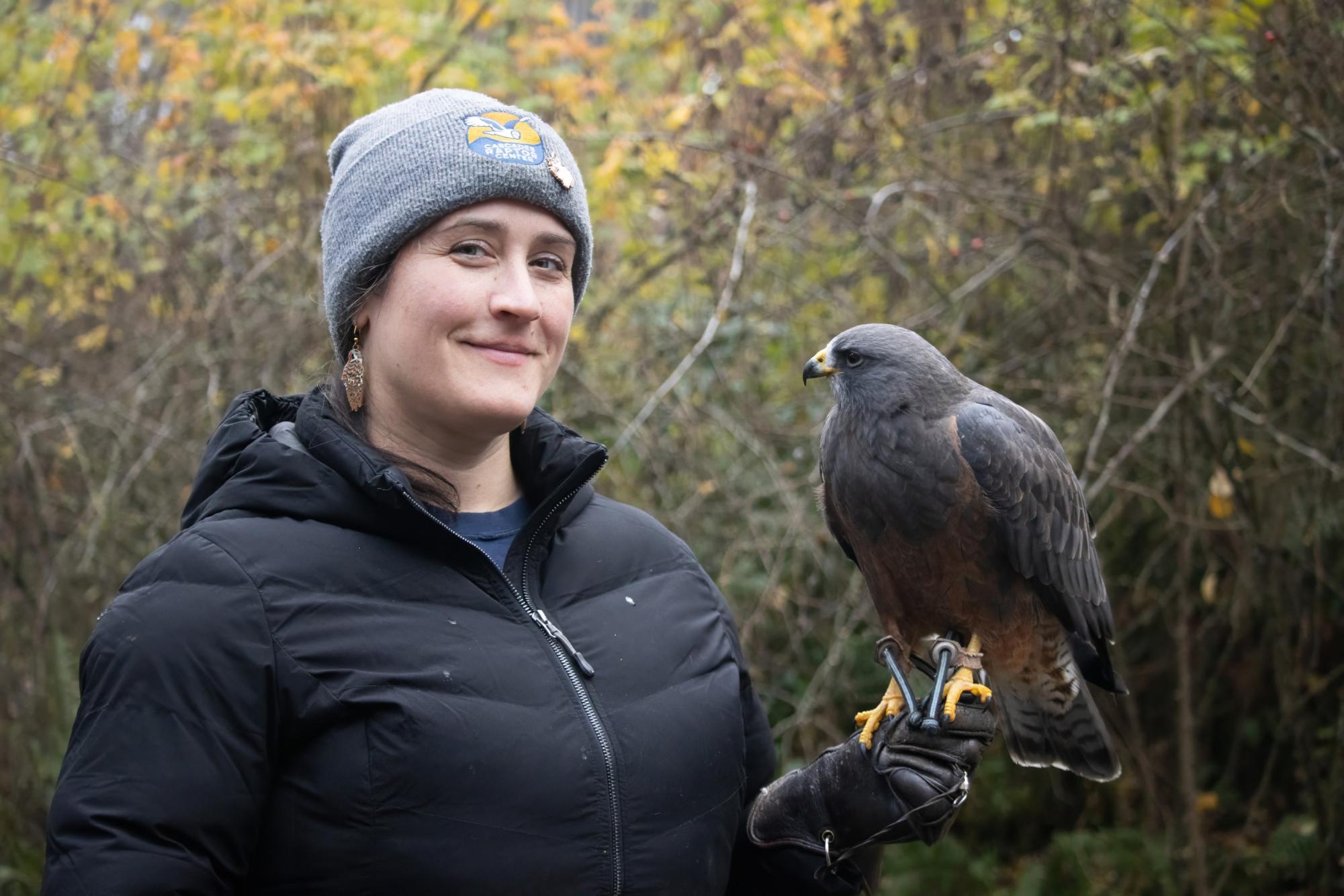 Cascades Raptor Center trainer Carrie Lorenz brings Taka, a Swainson’s Hawk, out of their enclosure. Taka was taken into human care as an adult at UC Davis’s Veterinary School’s Raptor Center back in 2001. Taka came to the Cascades Raptor Center in April of 2003, joining their ambassador team. 