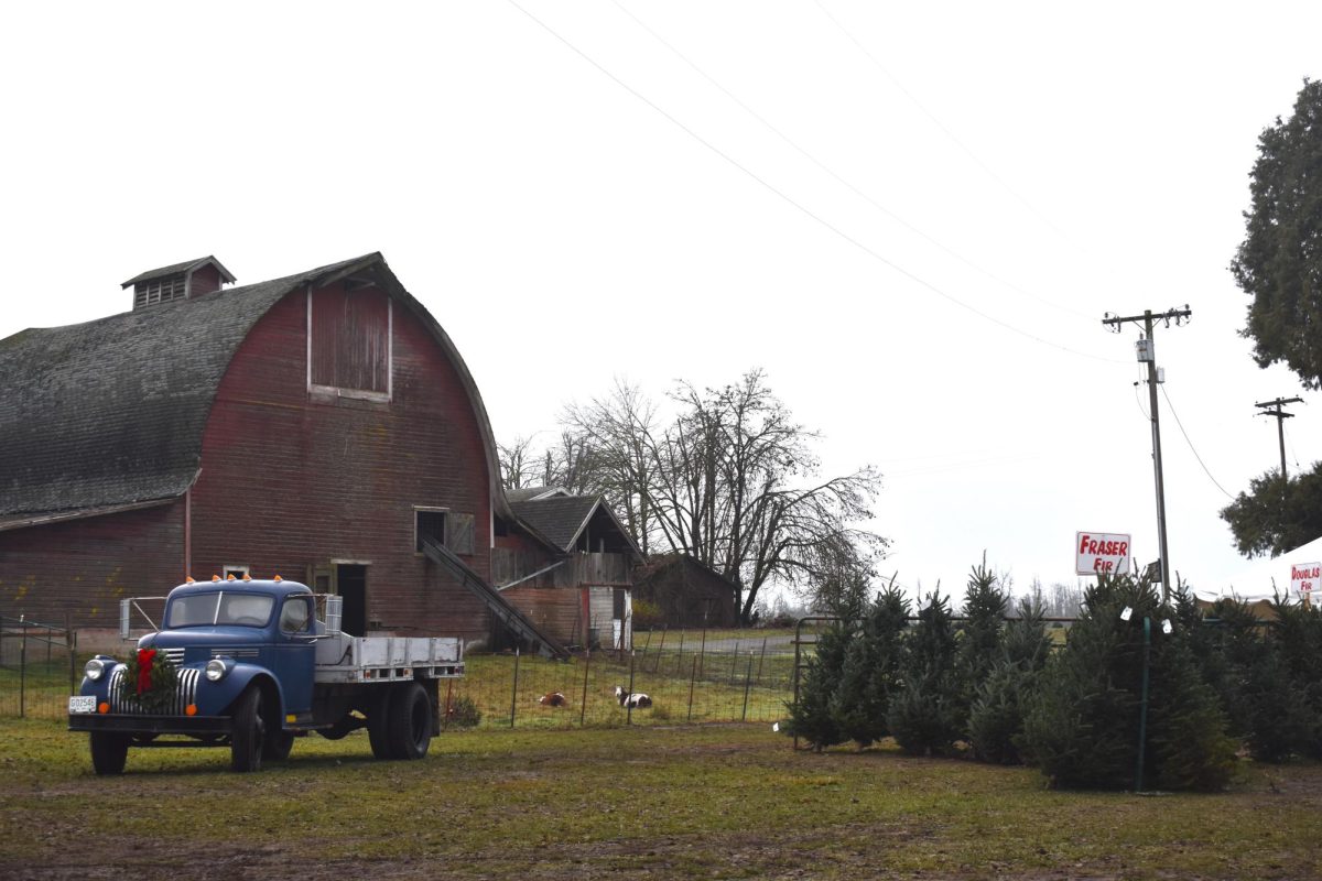 Northern Lights Christmas Tree Farm has been operating for 40 years. (Hanna Kalan/ Emerald)