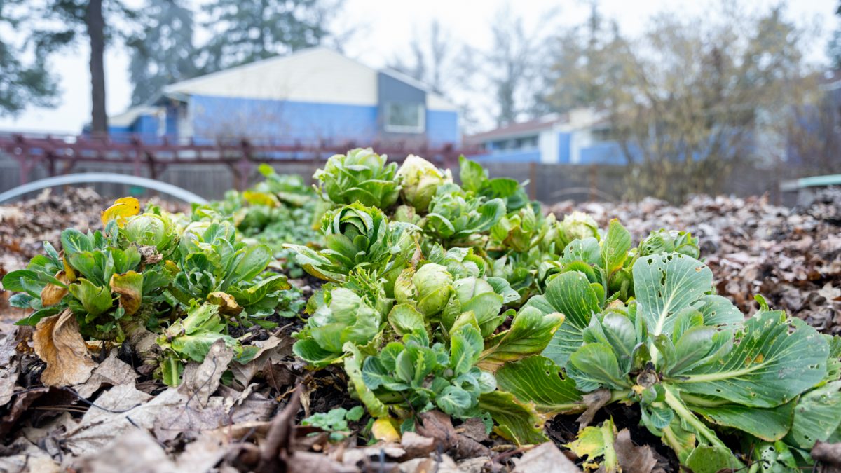 GrassRoots Garden prepares for their upcoming Winter Harvest; their garden is apart of the Food For Lane County Gardens Program in Eugene, Ore. on Jan. 16, 2025. (Jordan Martin/Emerald)