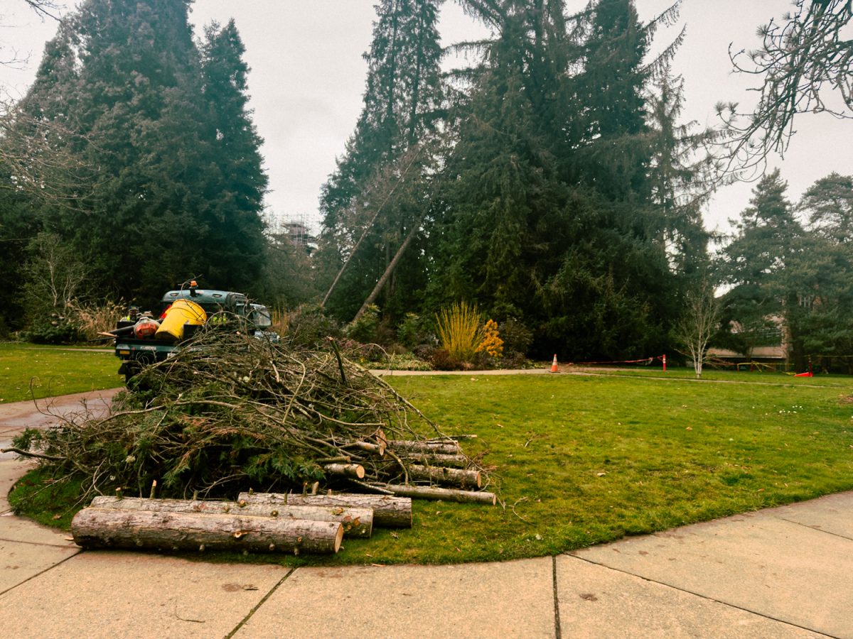 University of Oregon Campus Planning and Facilities Management work to remove one of many fallen trees across campus. (Eduardo Garcia/Emerald)