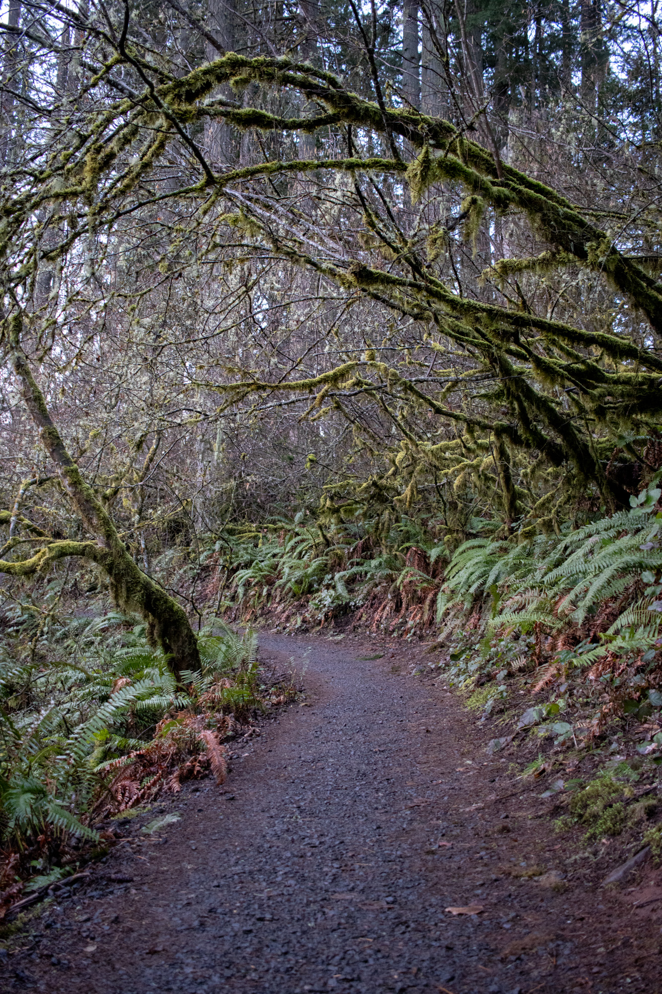 Ridgeline Trail that leads to Spencer’s Butte, Eugene, Ore. Spencer’s Butte is a popular hiking spot with a rocky summit, and is the highest point along Eugene’s ridgeline.